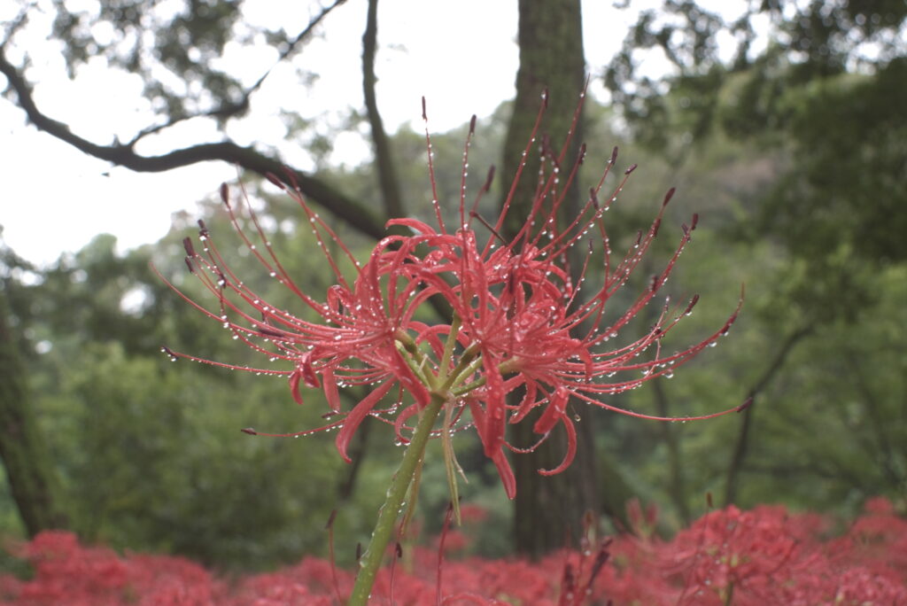 20240929_11_巾着田曼珠沙華公園_彼岸花