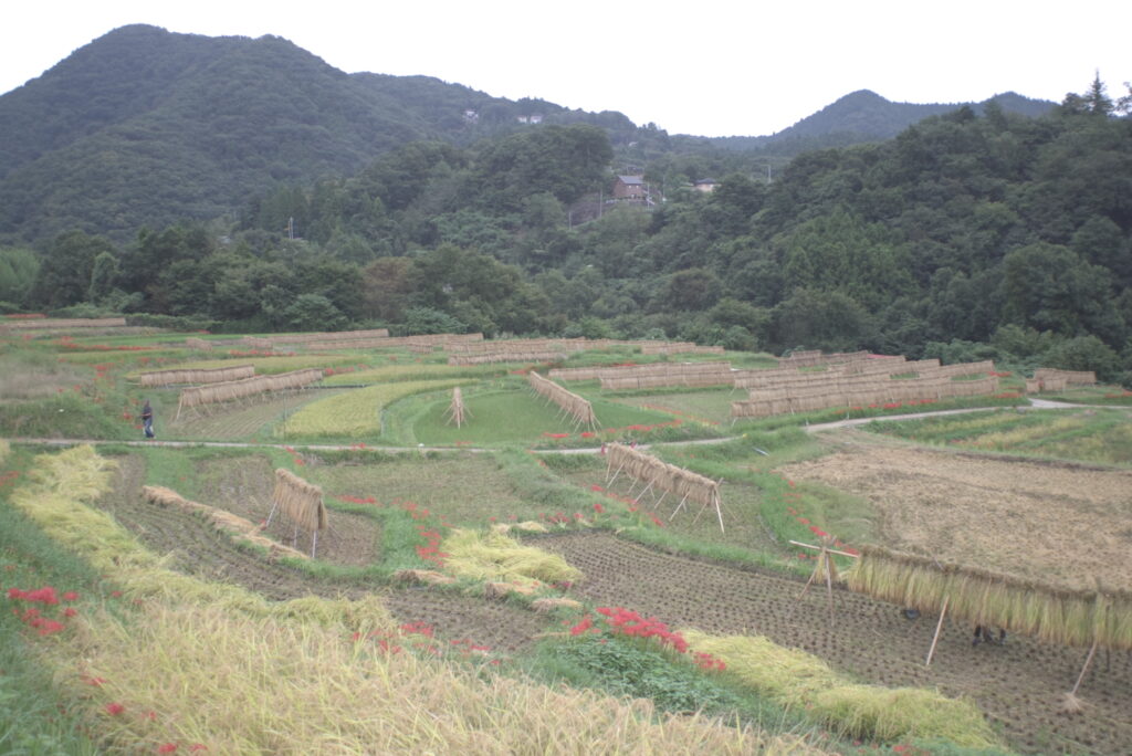 20240929_2_寺坂棚田_彼岸花と棚田