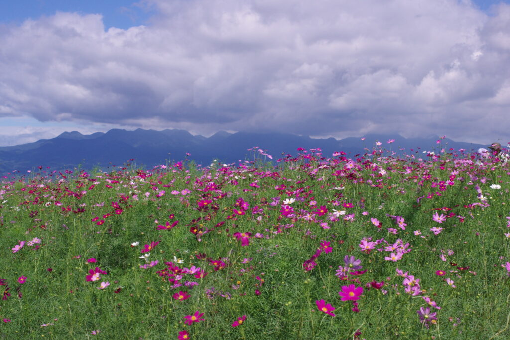 20240923_6_鼻高展望花の丘_コスモス