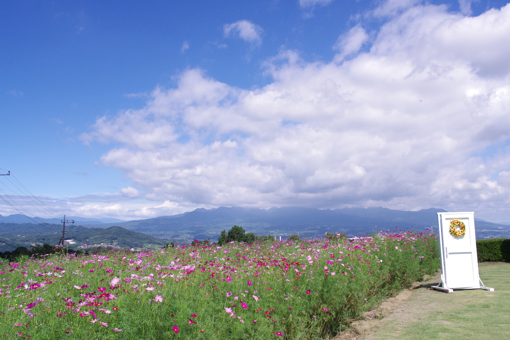 20240923_5_鼻高展望花の丘_コスモス