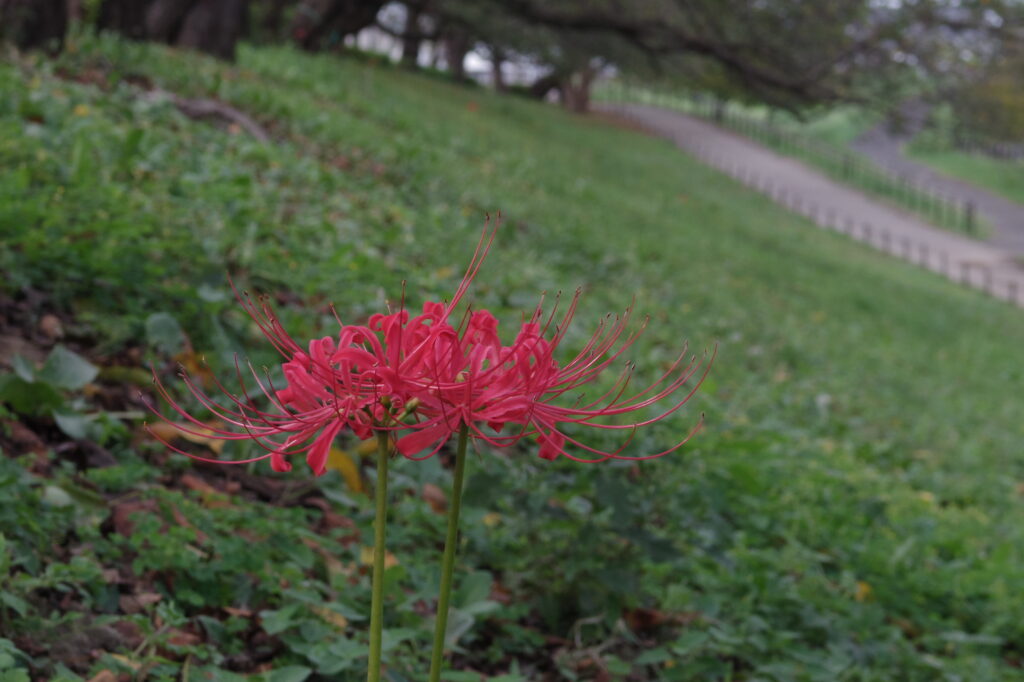 20240914_1_県営権現堂公園_彼岸花