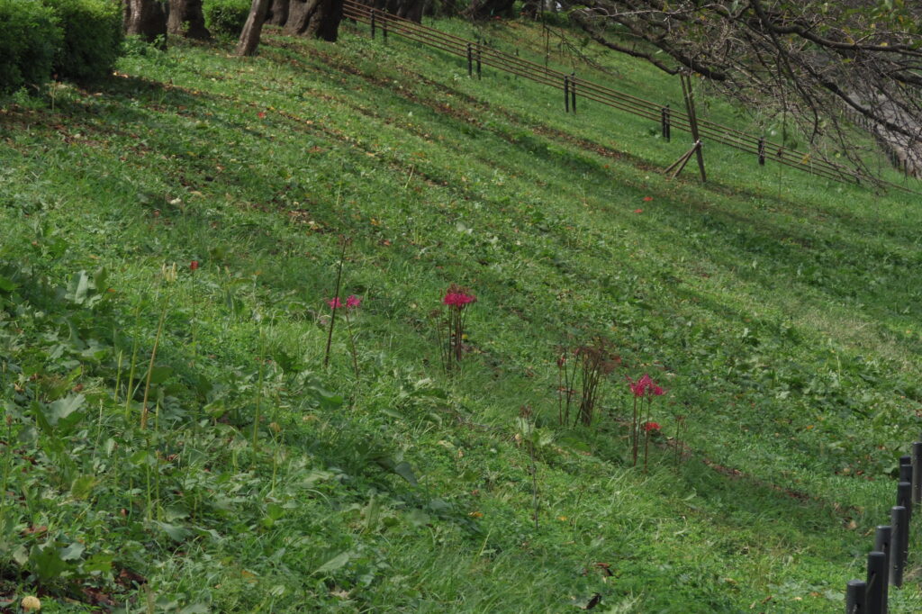 20240914_2_県営権現堂公園_彼岸花