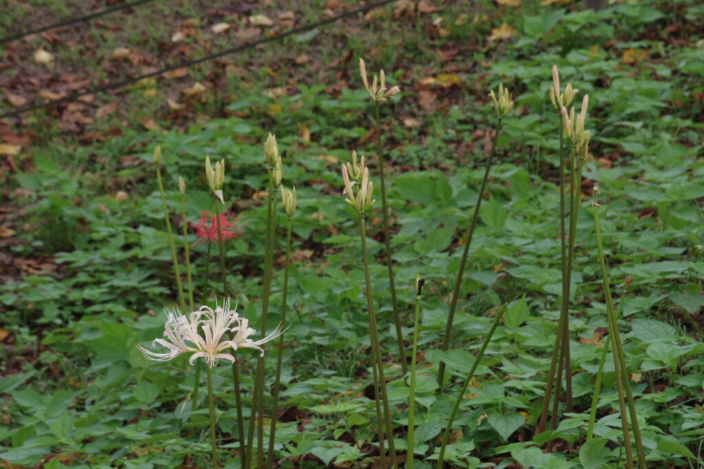 20240914_3_県営権現堂公園_彼岸花