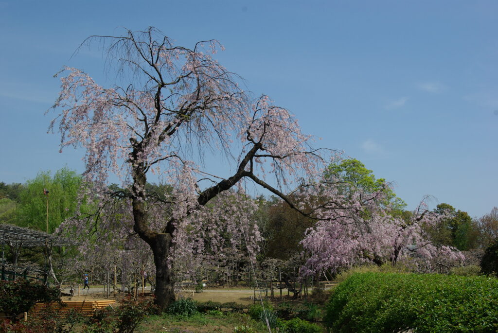 20240413_3_あしかがフラワーパーク_八重桜