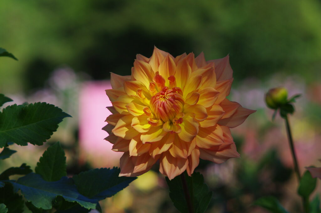 20231007_2_両神山麓花の郷_ダリア園