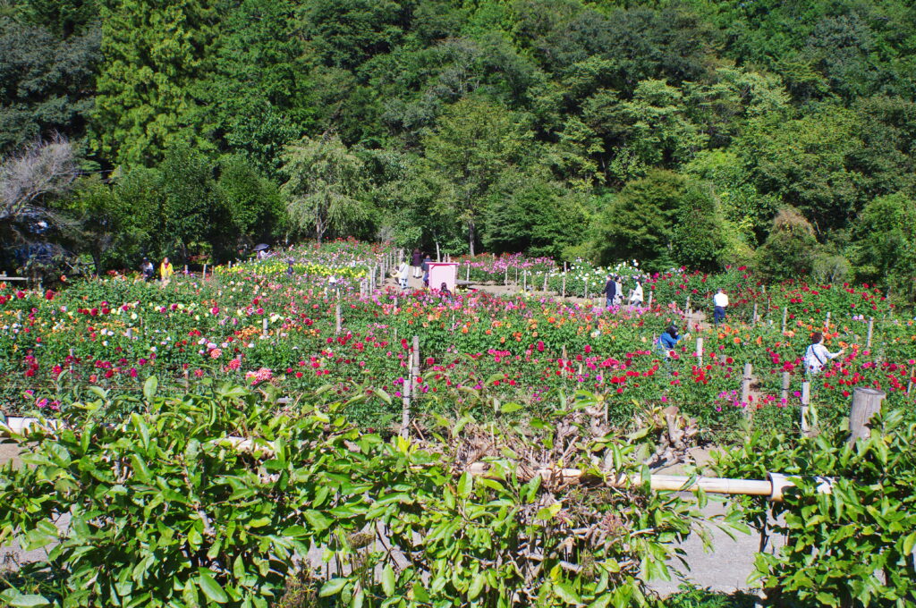 20231007_1_両神山麓花の郷_ダリア園