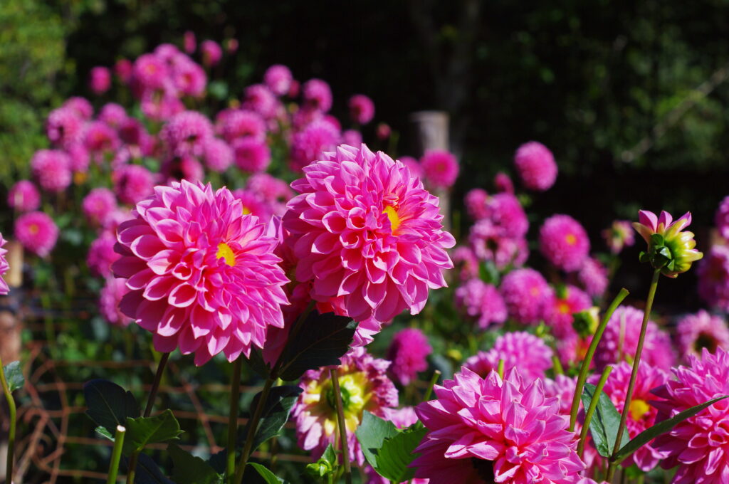 20231007_3_両神山麓花の郷_ダリア園