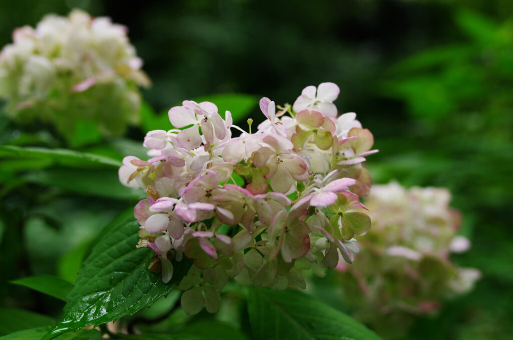 20240616_5_六義園_紫陽花