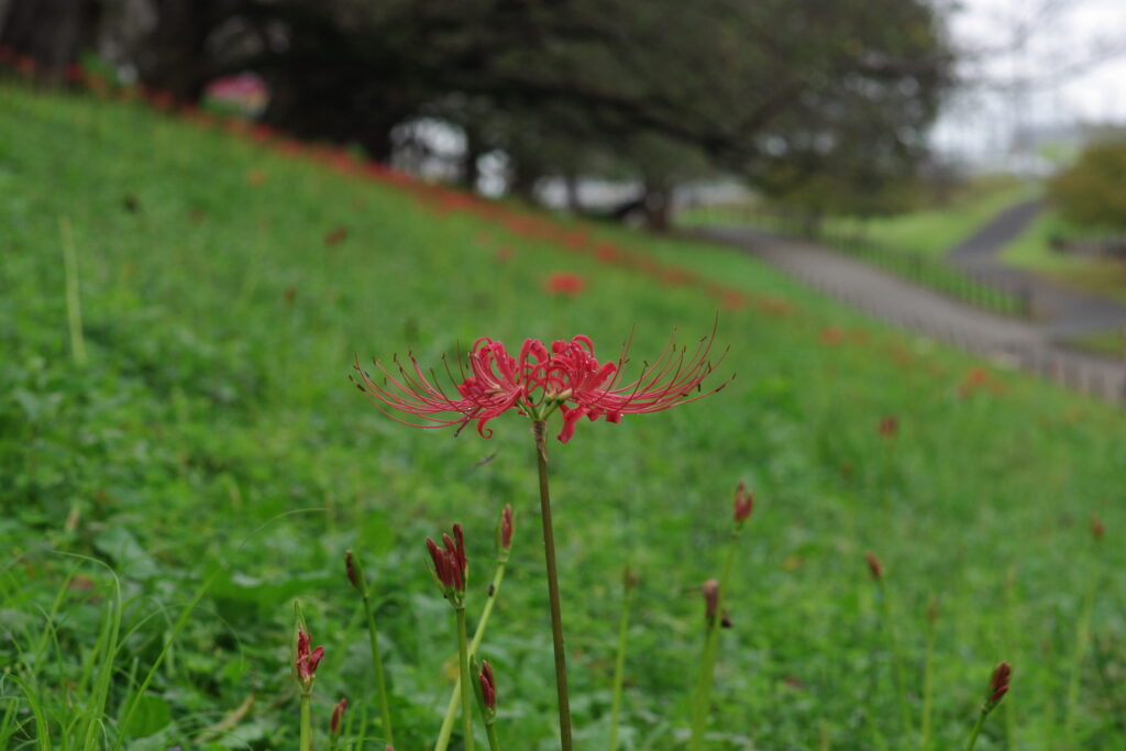 20240922_1_県営権現堂公園_彼岸花