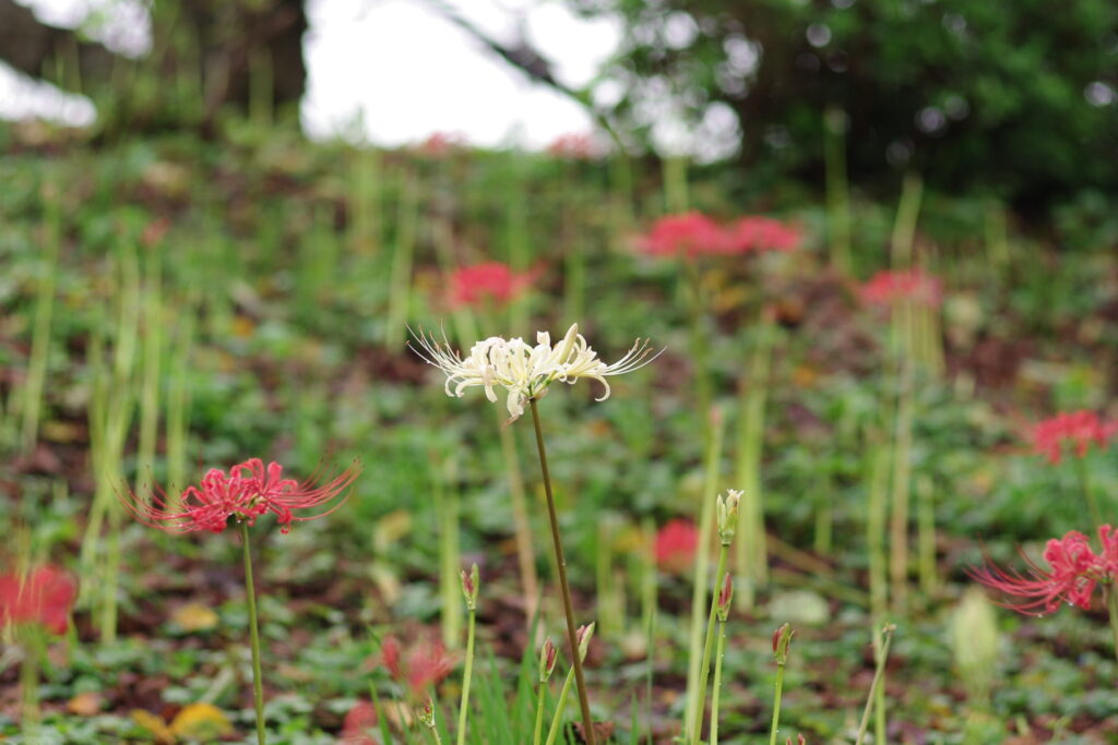 20240922_3_県営権現堂公園_彼岸花