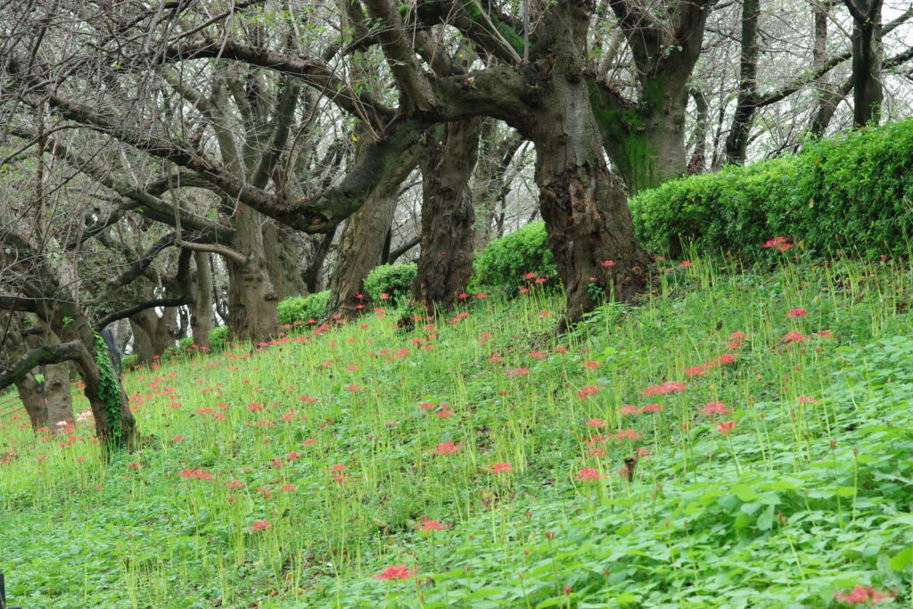 20240922_4_県営権現堂公園_彼岸花