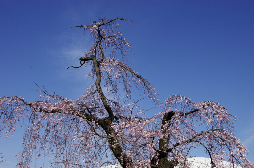 20240330_1_小石川後楽園_桜