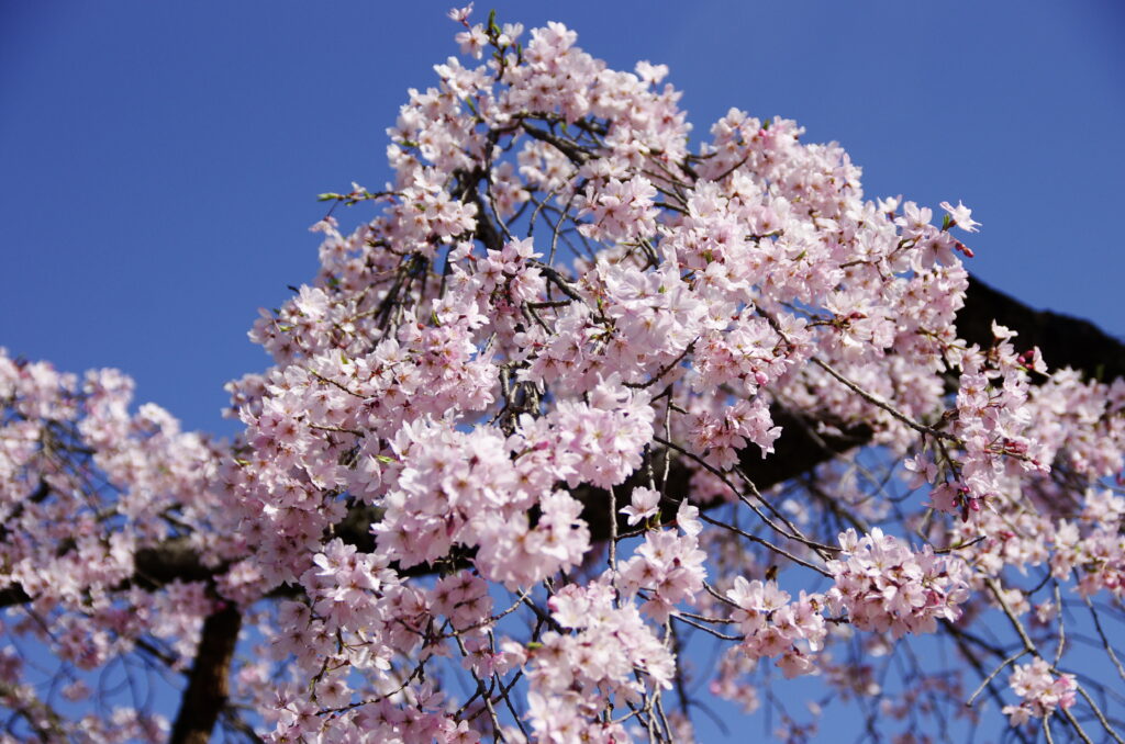 20240330_2_小石川後楽園_桜