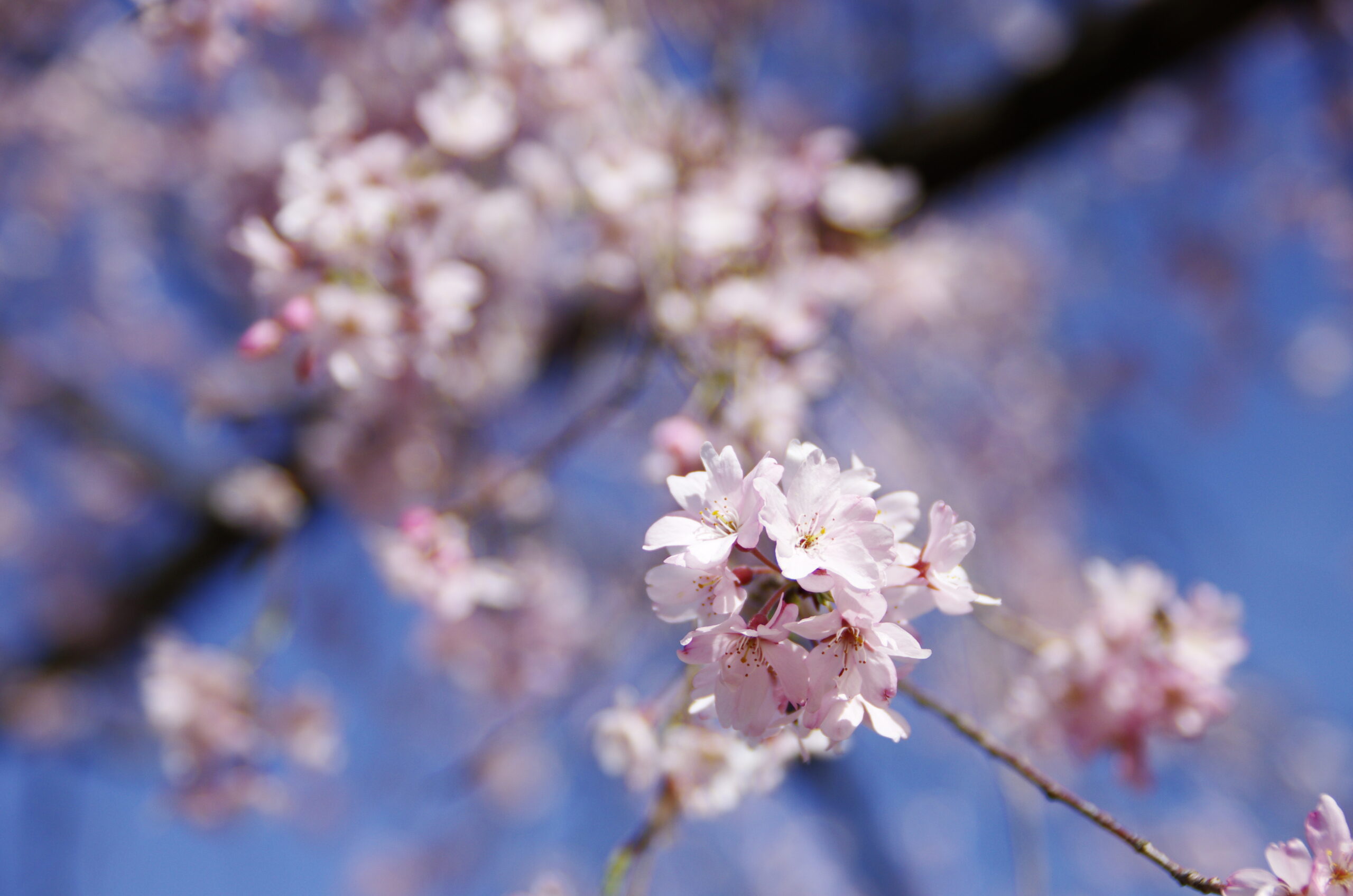 20240330_3_小石川後楽園_桜