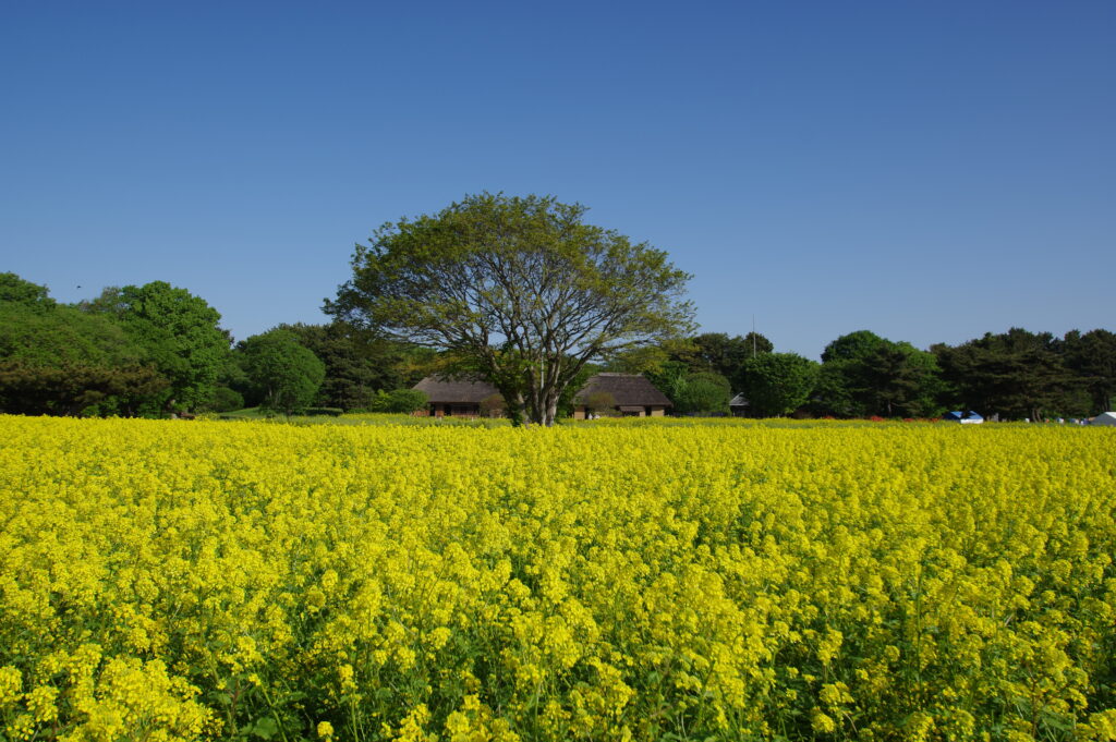 20240504_1_国営ひたち海浜公園_菜の花