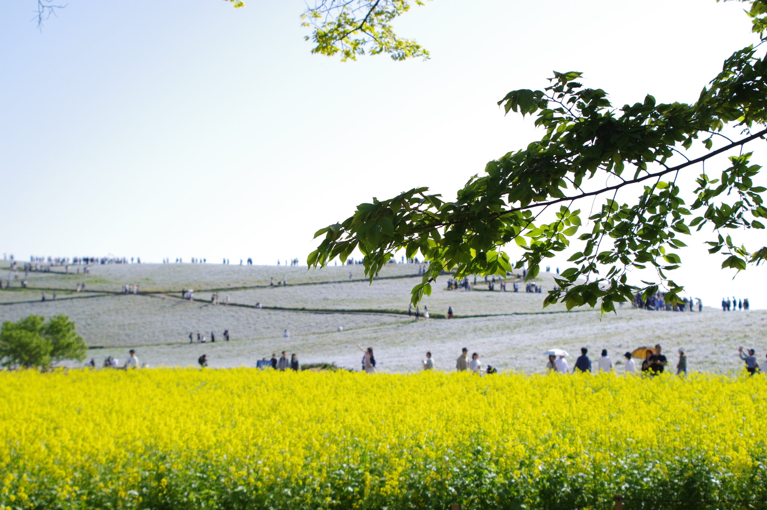 20240504_5_国営ひたち海浜公園_ネモフィラと菜の花