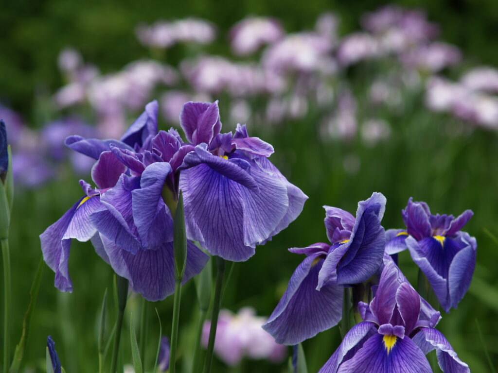 20240601_3_清澄庭園_花菖蒲