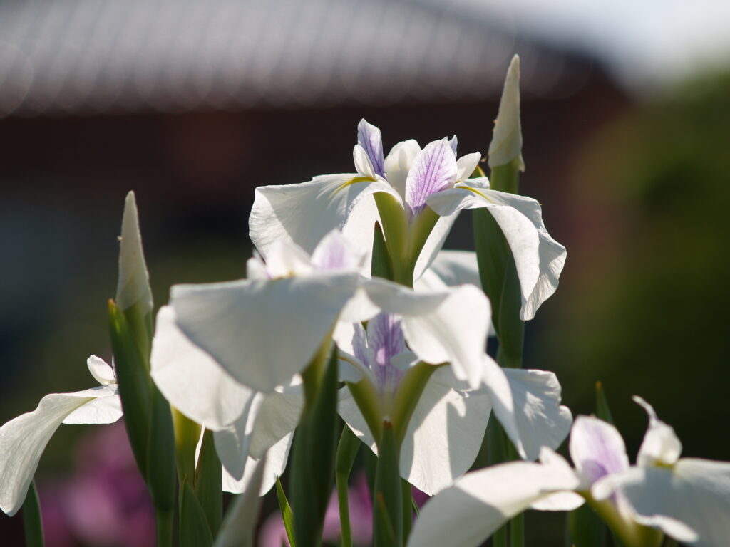 20240601_3_堀切菖蒲園_花菖蒲