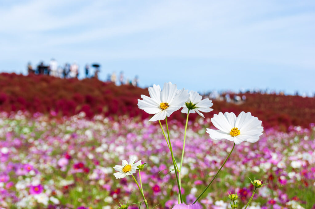 20241027_3_国営ひたち海浜公園_秋桜