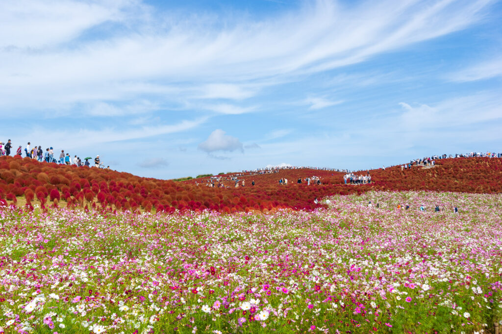 20241027_4_国営ひたち海浜公園_コキアと秋桜