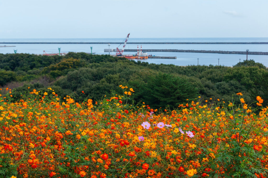 20241027_5_国営ひたち海浜公園_黄花コスモス