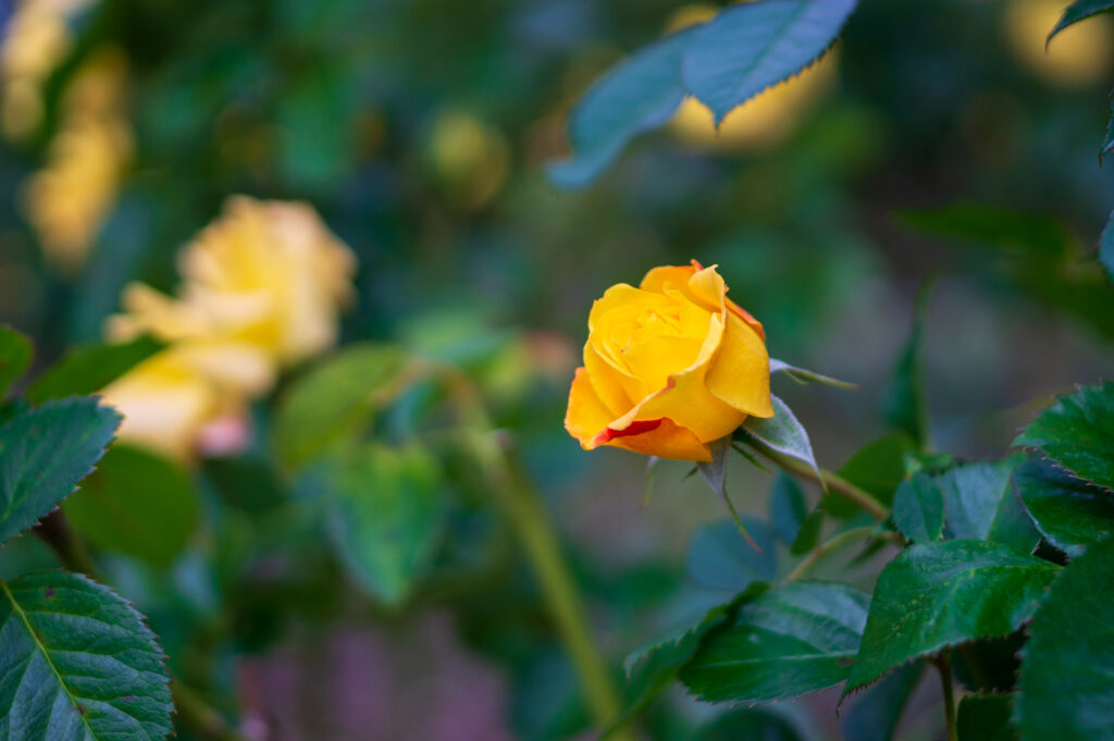 20241027_8_国営ひたち海浜公園_秋薔薇