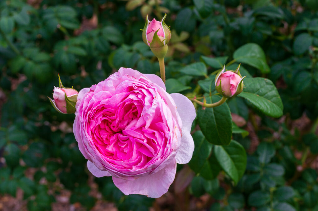 20241027_9_国営ひたち海浜公園_秋薔薇