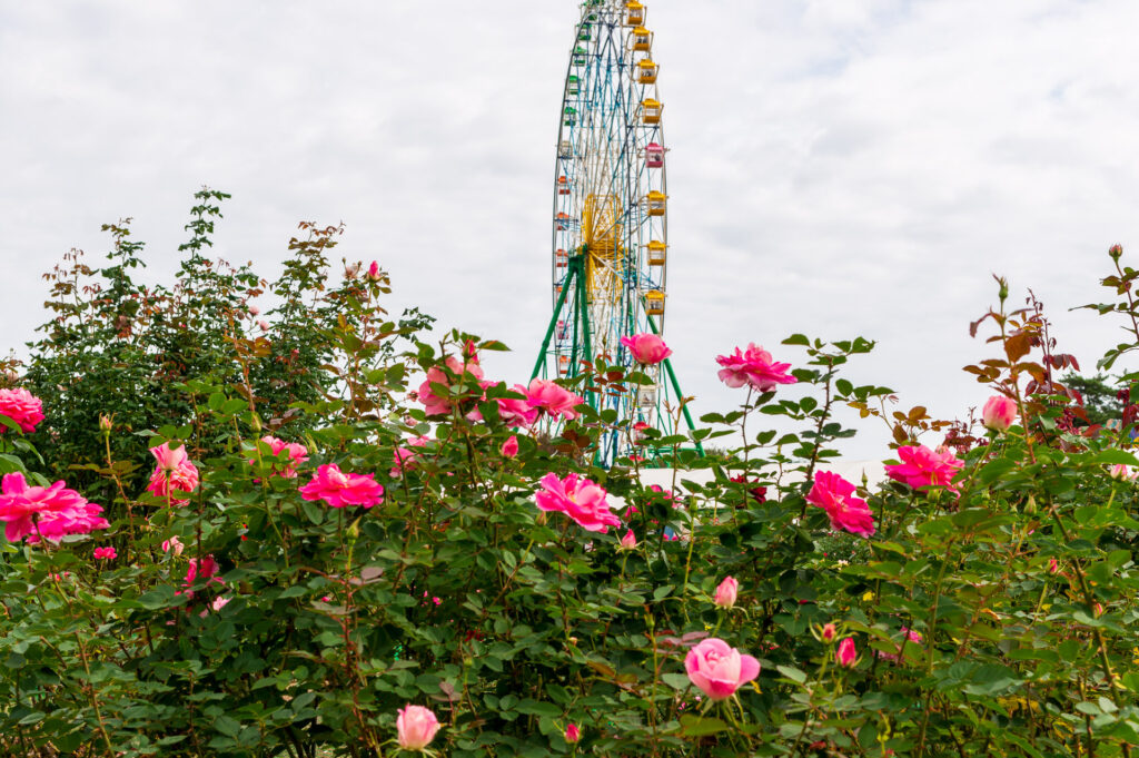 20241027_10_国営ひたち海浜公園_秋薔薇