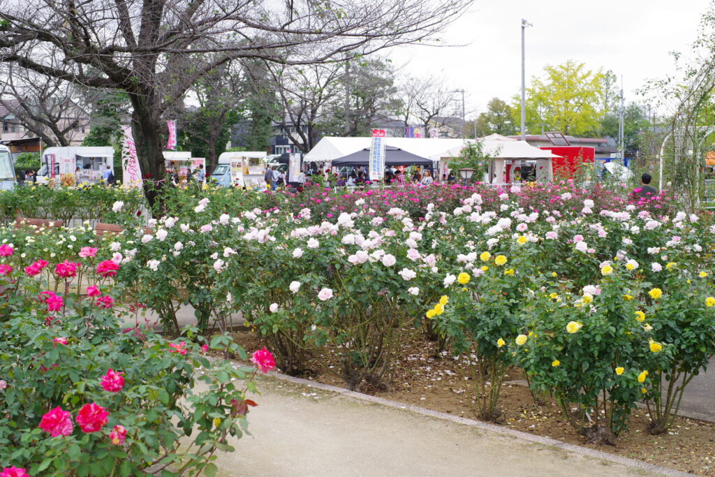 20241026_5_伊奈町制施行記念公園_秋薔薇