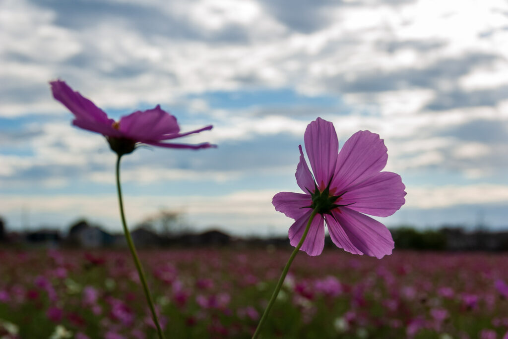 20241020_4_コスモス畑（閏戸）_秋桜