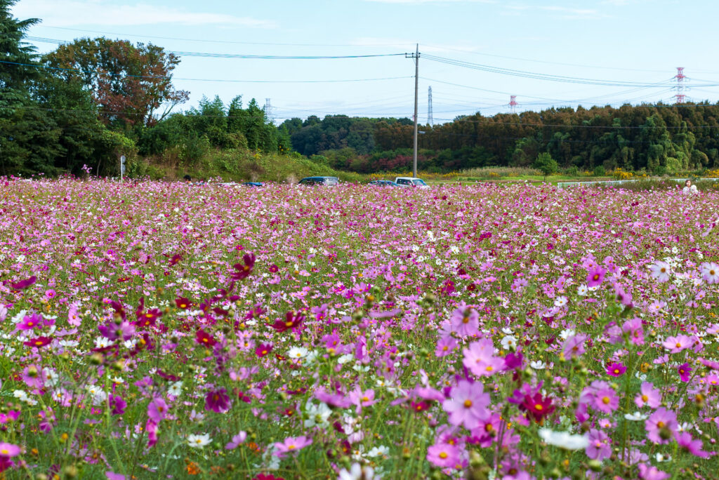 20241020_2_コスモス畑（江ケ崎）_秋桜