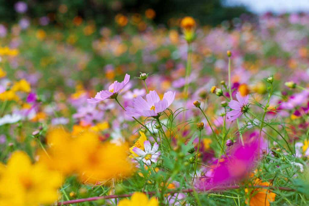 20241020_6_コスモス畑（江ケ崎）_秋桜