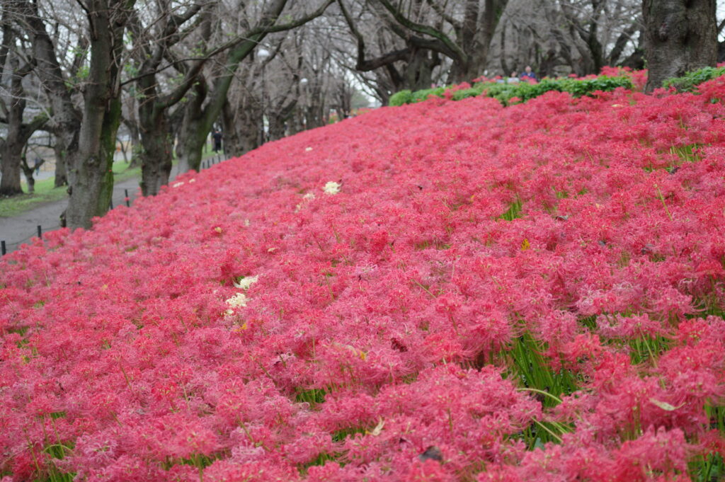 20241005_4_県営権現堂公園_彼岸花