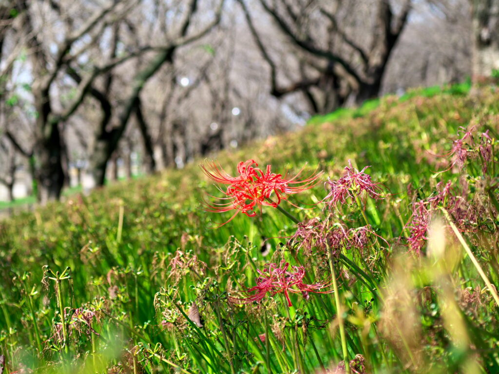 20241012_2_県営権現堂公園_彼岸花