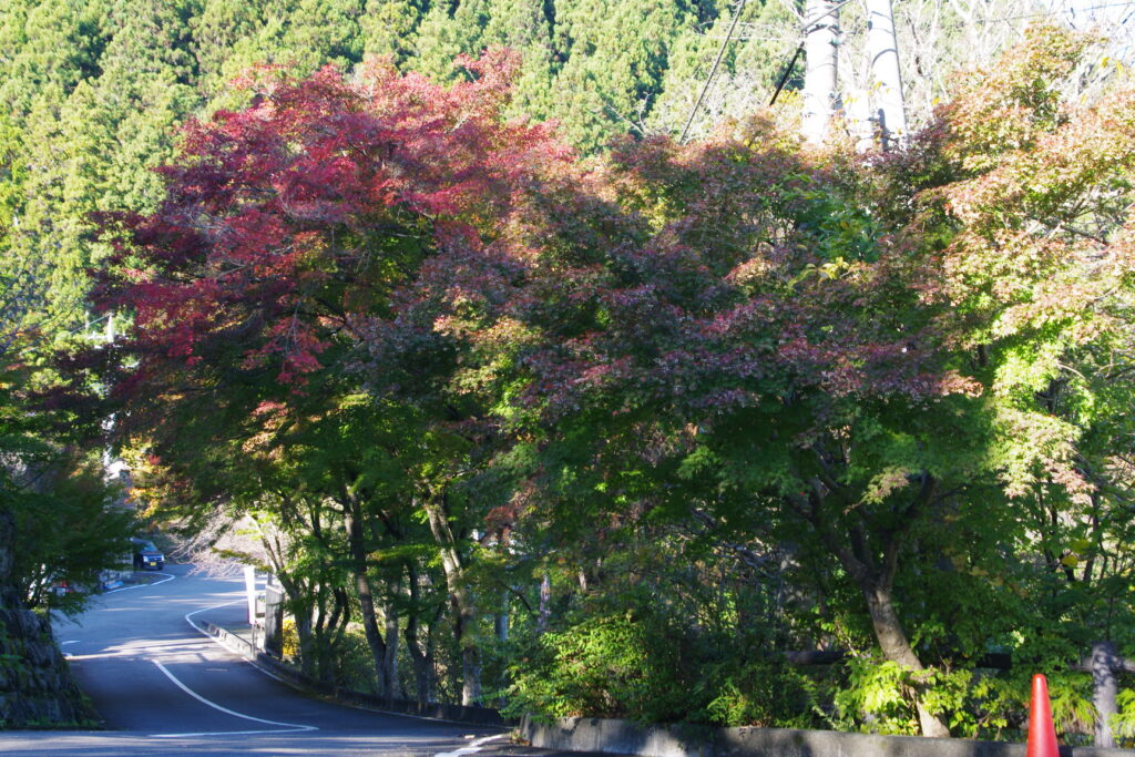 20241109_1_城峯公園_紅葉