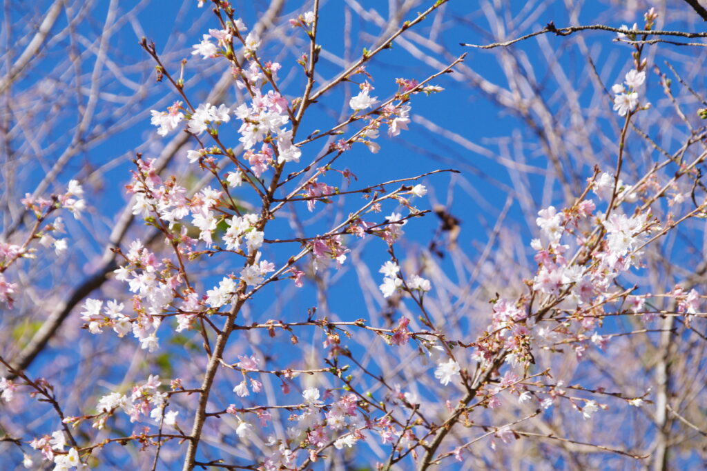 20241109_2_城峯公園_紅葉