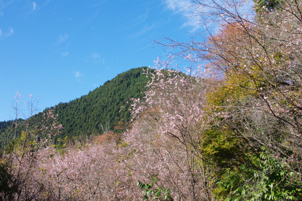 20241109_4_城峯公園_紅葉