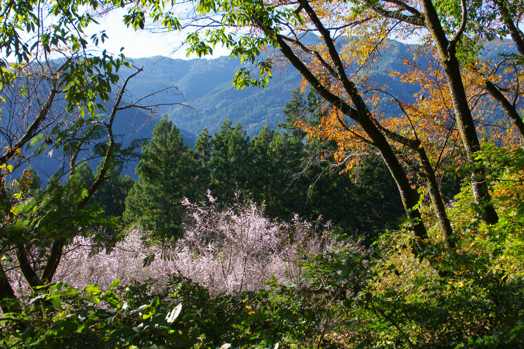 20241109_5_城峯公園_紅葉