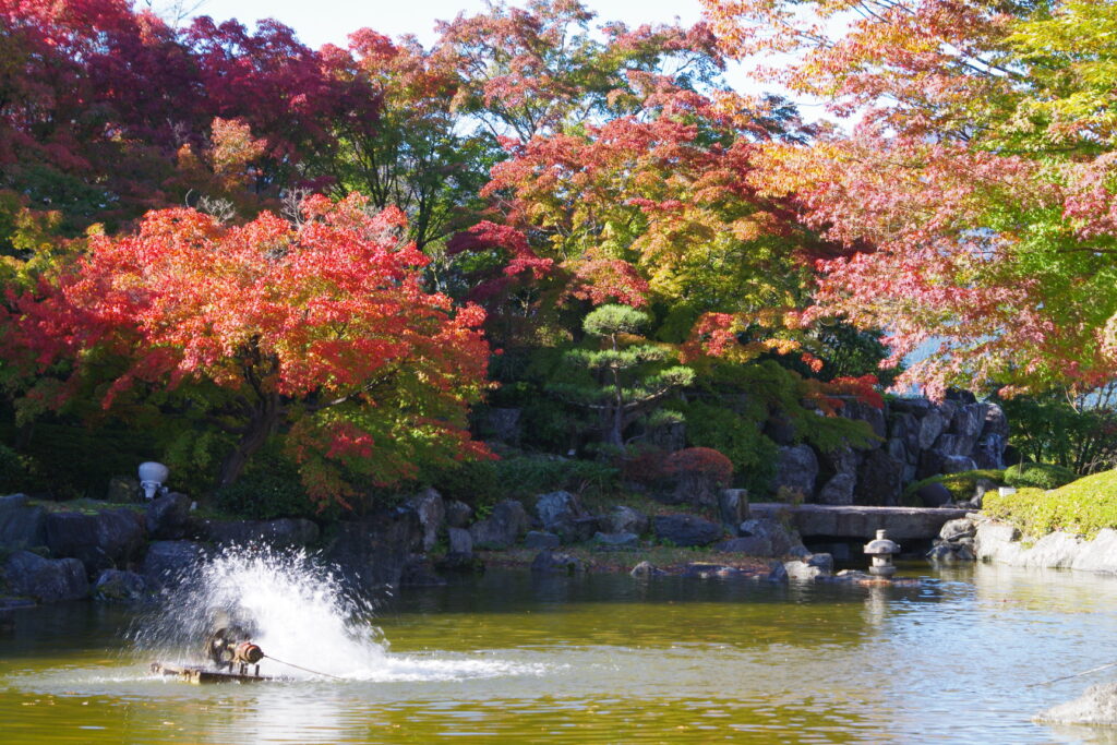 20241109_1_桜山公園_紅葉