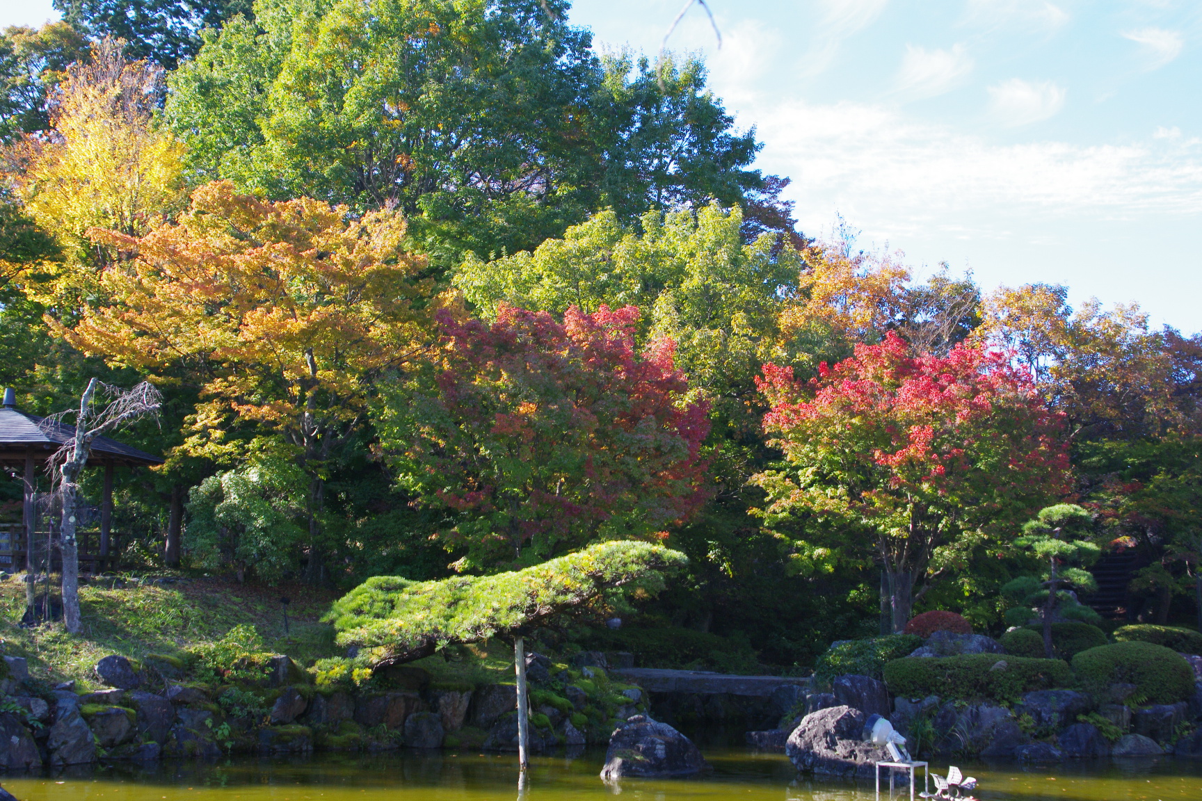 20241109_2_桜山公園_紅葉