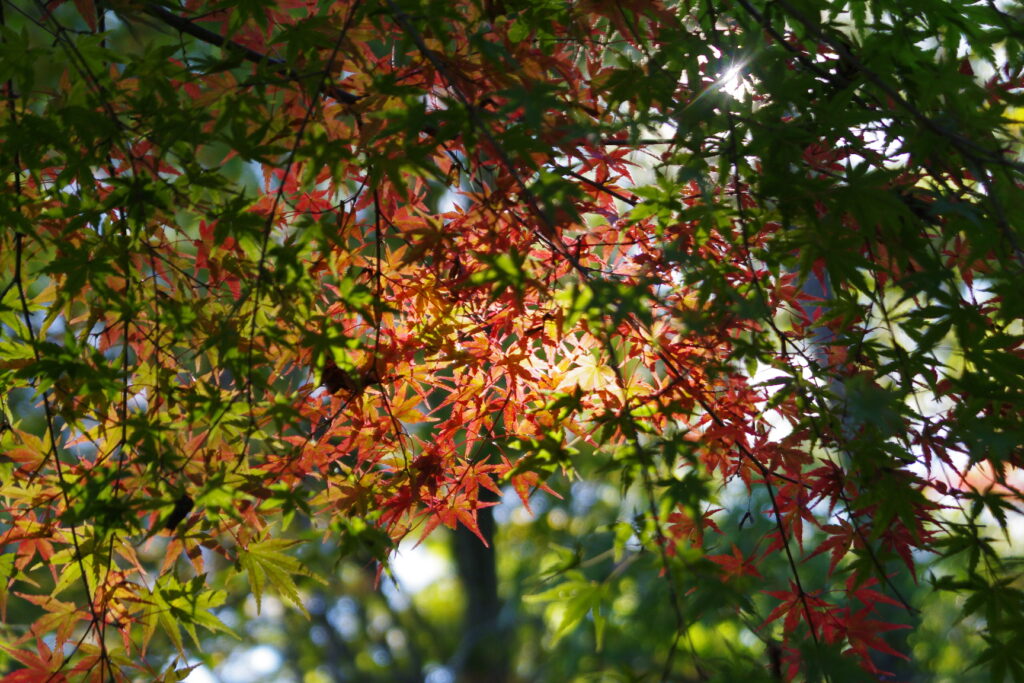 20241109_3_桜山公園_紅葉