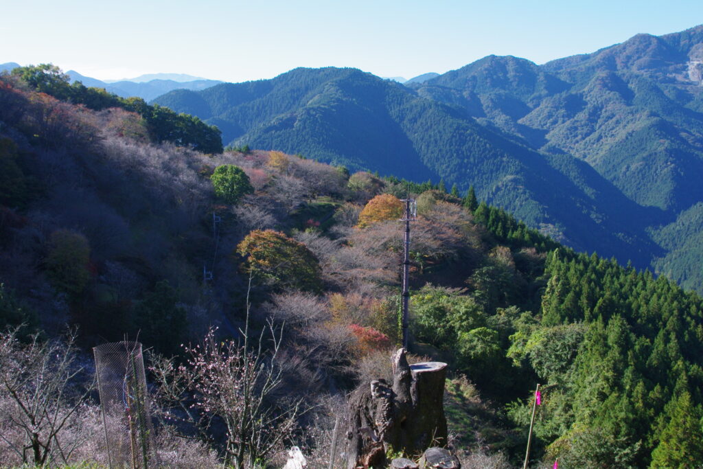 20241109_4_桜山公園_冬桜