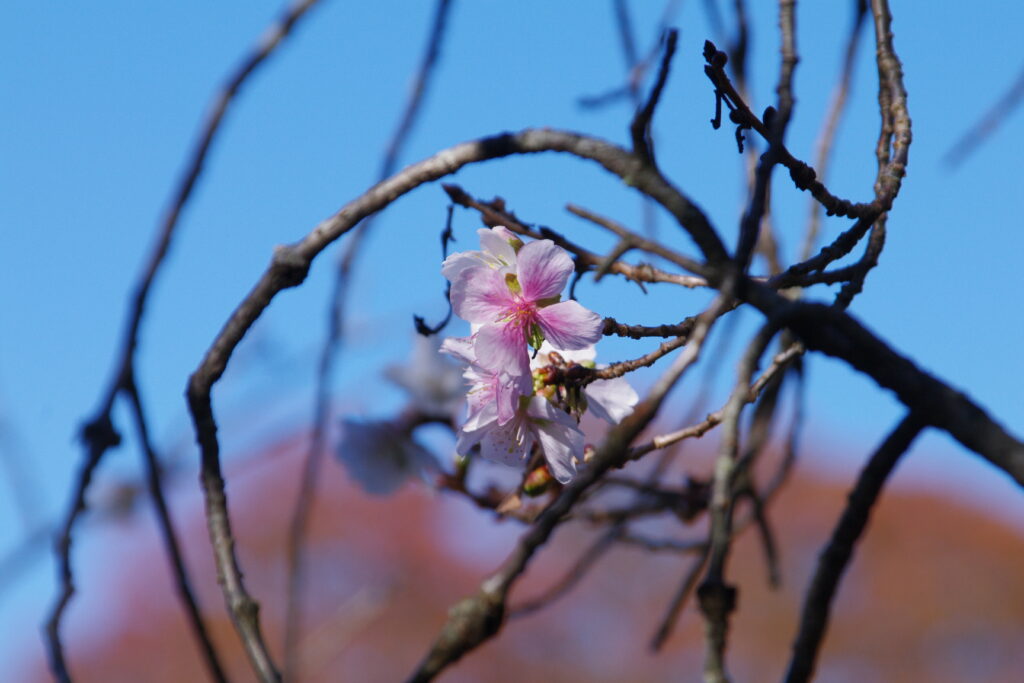 20241109_5_桜山公園_冬桜