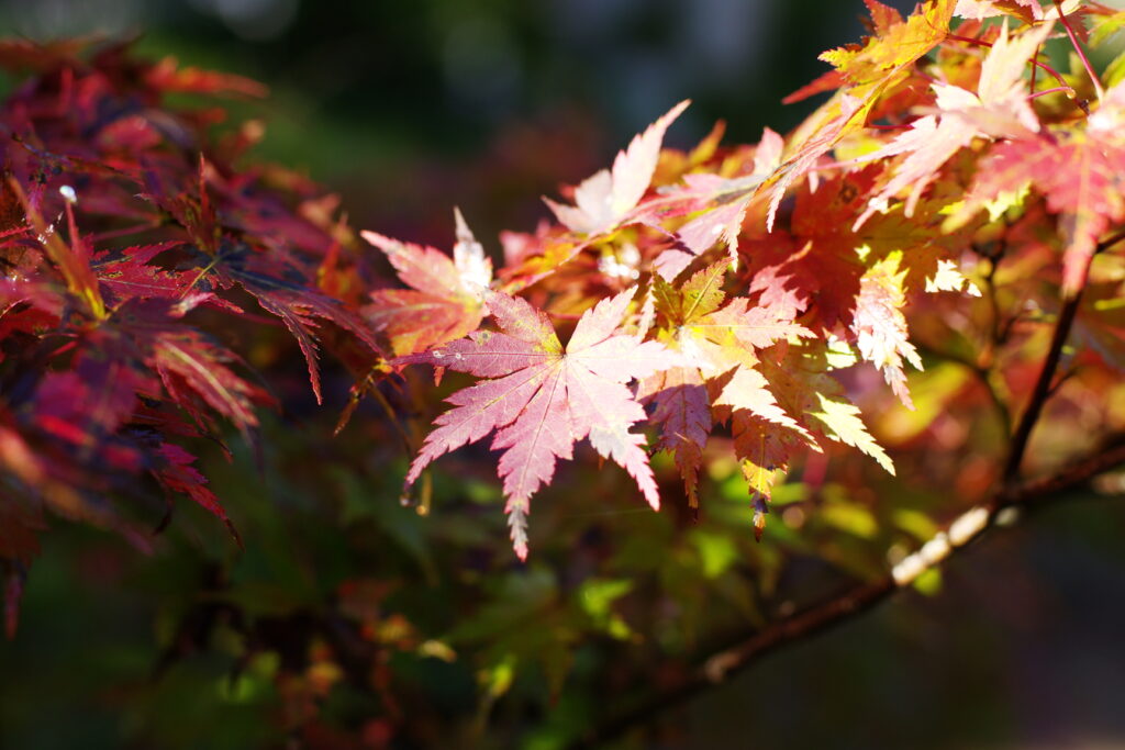 20241103_4_月の石もみじ公園_紅葉