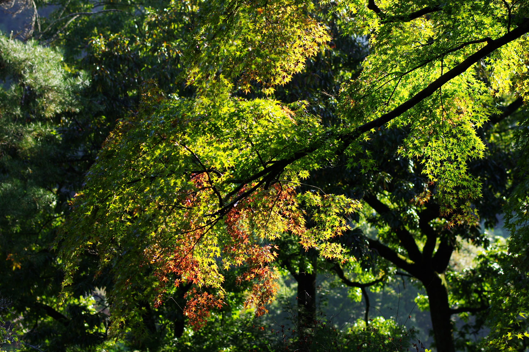 20241103_5_月の石もみじ公園_紅葉