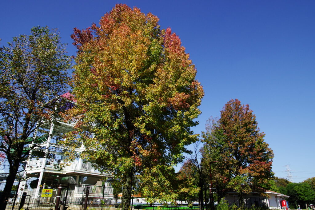 20241103_6_加須はなさき公園_紅葉