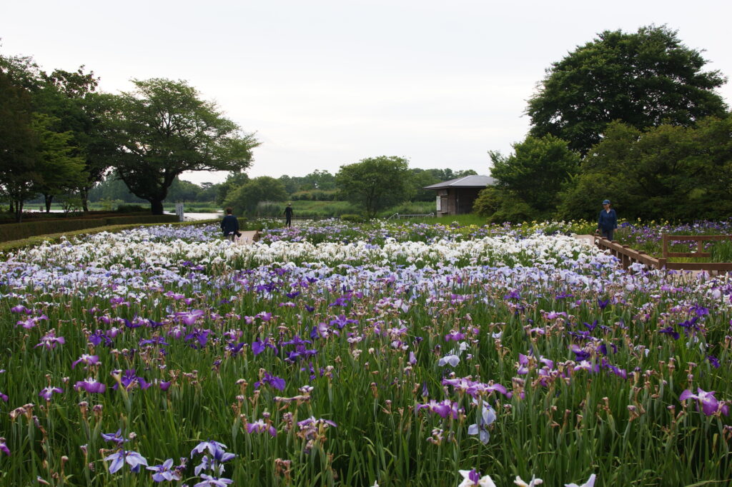 20240609_1_館林花菖蒲園_花菖蒲