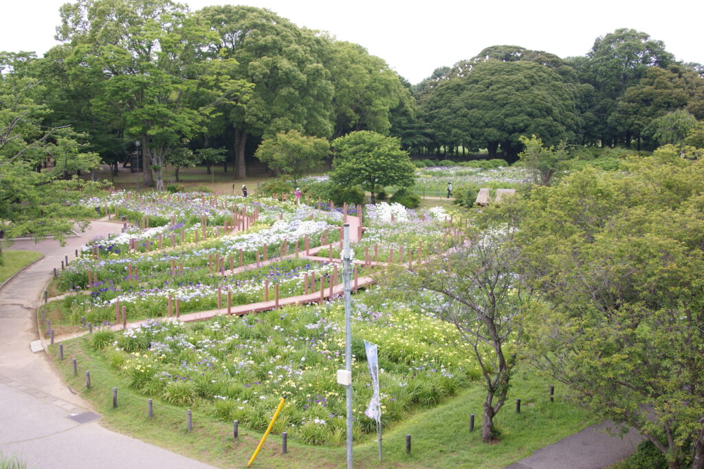 20240609_3_館林花菖蒲園_花菖蒲