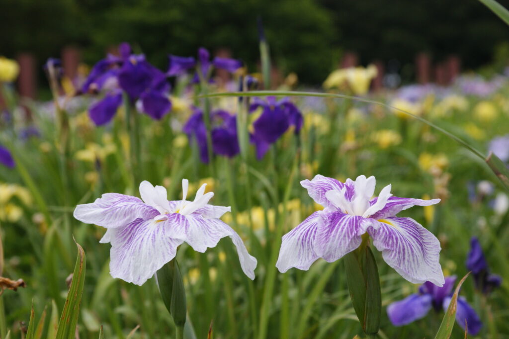 20240609_4_館林花菖蒲園_花菖蒲