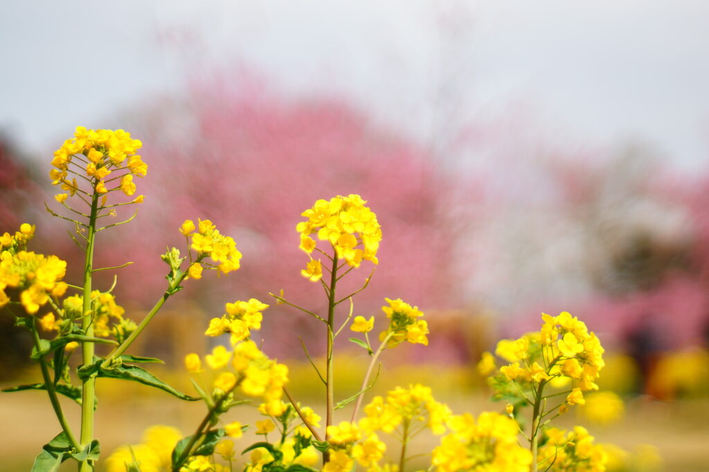 20240320_2_古河公方公園_花桃と菜の花